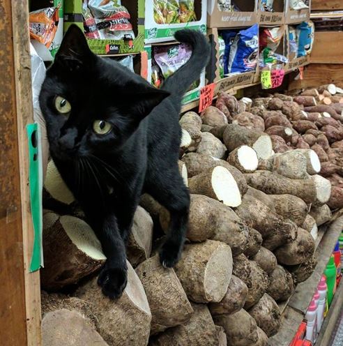 calisan_kedi (3)