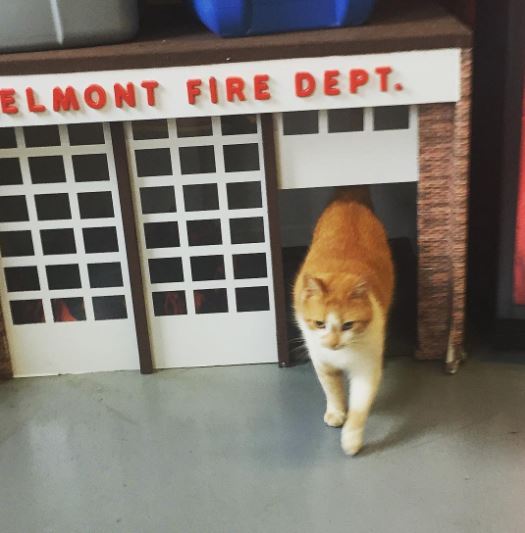 flame_yangin_kedi (13)