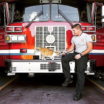 flame_yangin_kedi (3)