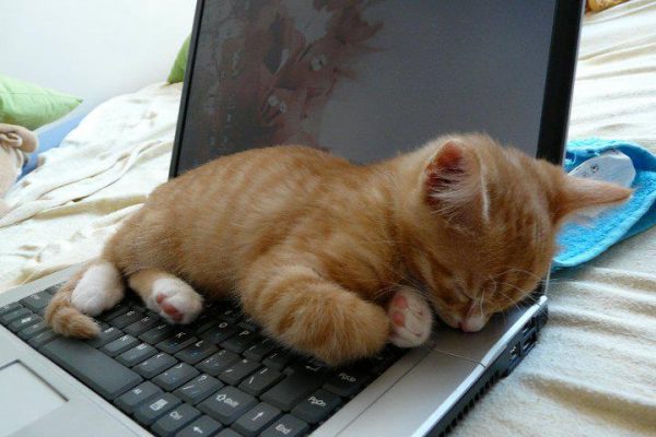 kedi_laptop_kitap (1)
