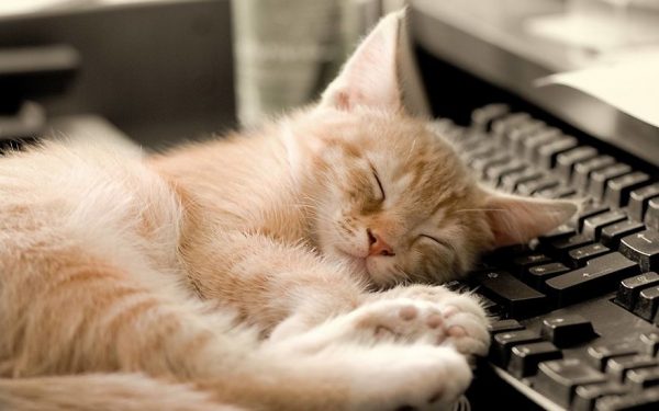 kedi_laptop_kitap (12)