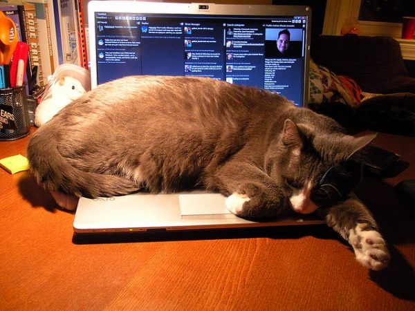 kedi_laptop_kitap (4)