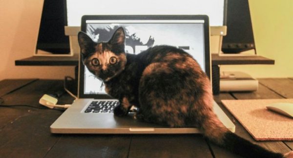 kedi_laptop_kitap (8)