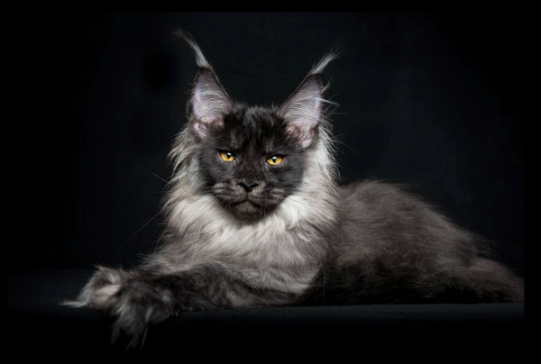 maine_coon