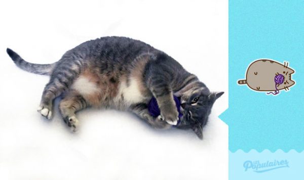 pusheen_kedi (2)