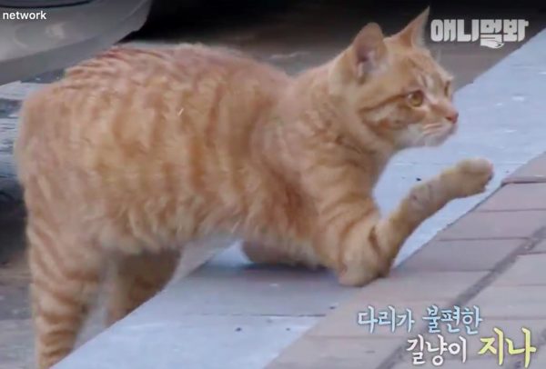 sakat_sarman_kedi (7)