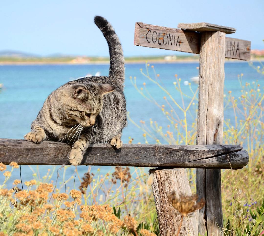 Kedi Severlerin Adası Kedi Kolonisiyle Bilinen Sardinya Su