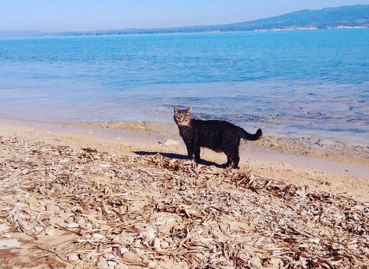 Kedi Severlerin Adası Kedi Kolonisiyle Bilinen Sardinya Su