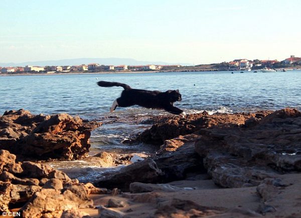 su_pallosu_kedi_adasi (4)