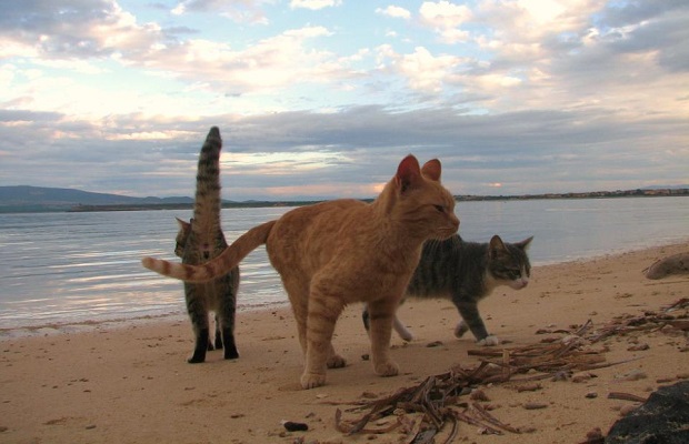 Kedi Cenneti Sardinya Plajı Su Pallosu 57