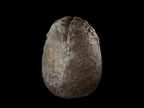 07_Screen-Used-Egg_1