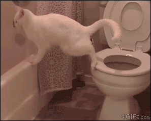 Cat-poops-misses-toilet