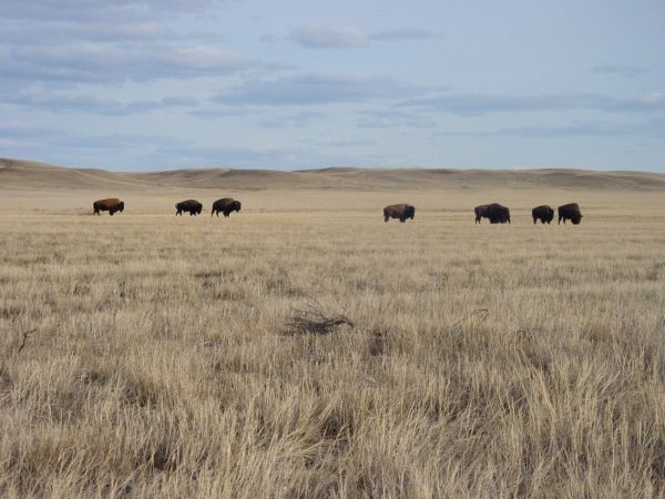 Grasslands-Milli-Parki