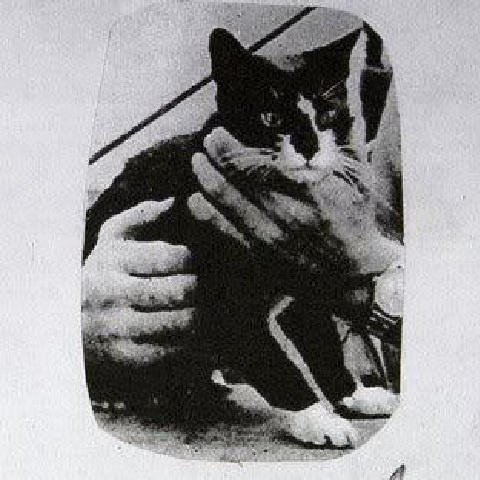 batmaz_sam_kedi (4)
