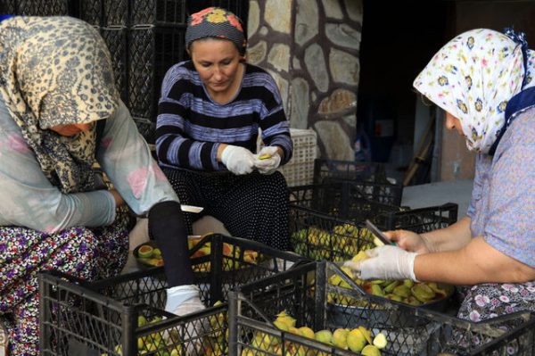 Kurutulmus Incir Satin Al Cerezciyiz Biz
