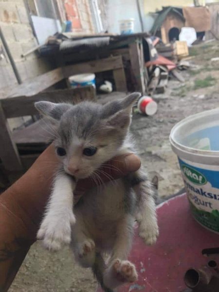yasli_teyze_kedi (5)
