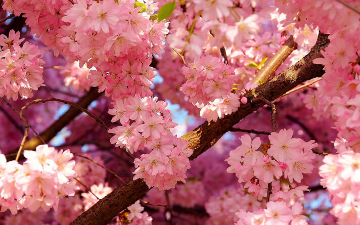 CherryBlossoms