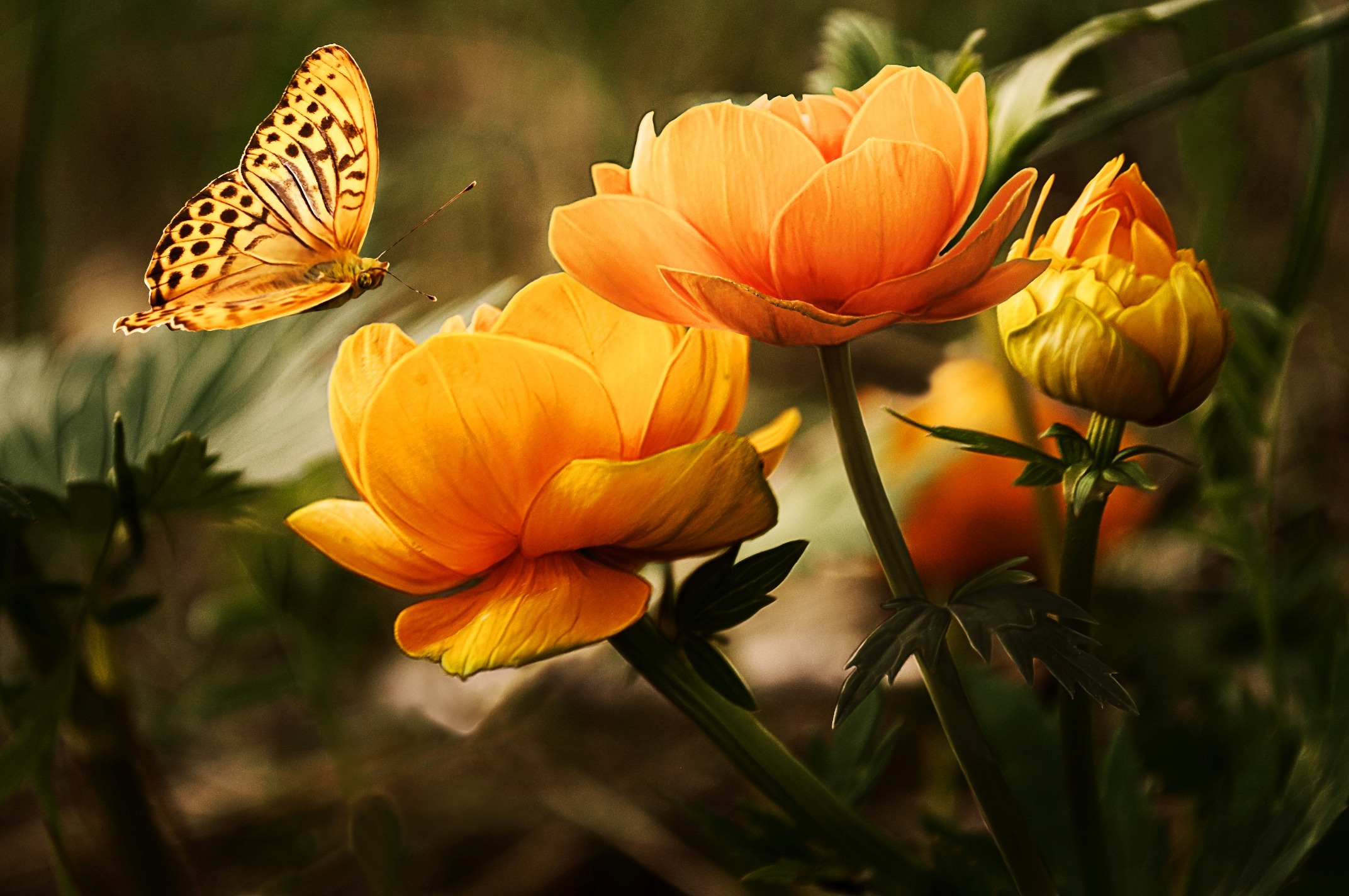 flowers-background-butterflies-beautiful-87452