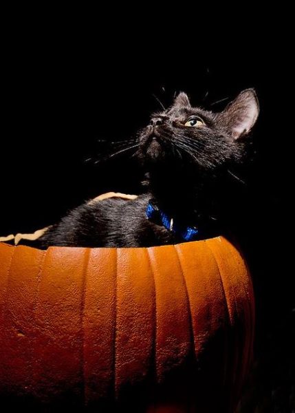 halloween cat (3)