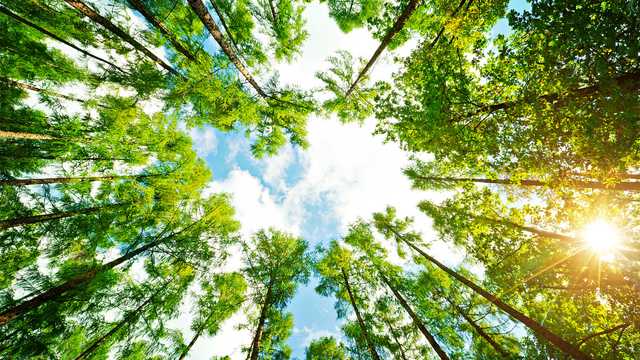 hero-ring-of-trees-looking-up