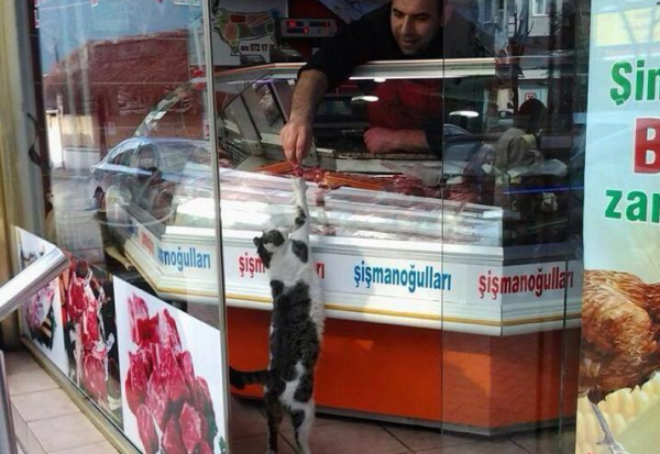 kedi-kasap