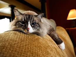 kedi_acil_durum (2)
