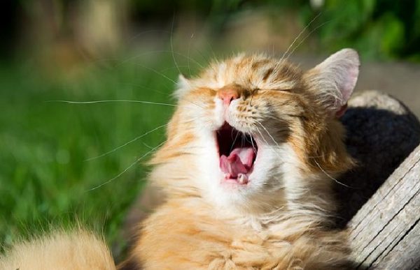 Kediler Neden Motor Gibi Ses Çıkarır