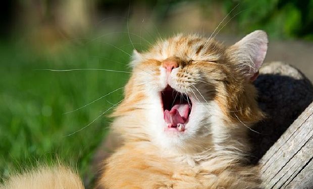 kediler neden motor gibi ses çıkarır