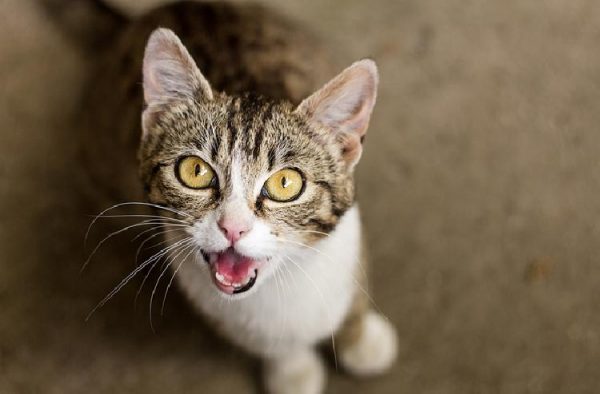 Cikardiklari 8 Farkli Sesle Kedilerin Insanlara Anlatmak Istedikleri Seyler Listelist Com
