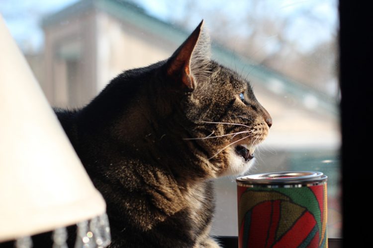 Çıkardıkları 8 Farklı Sesle Kedilerin İnsanlara Anlatmak İstedikleri