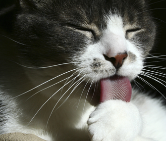 Kedilerin Kendilerini Yalamalarinin 9 Farkli Nedeni Listelist Com