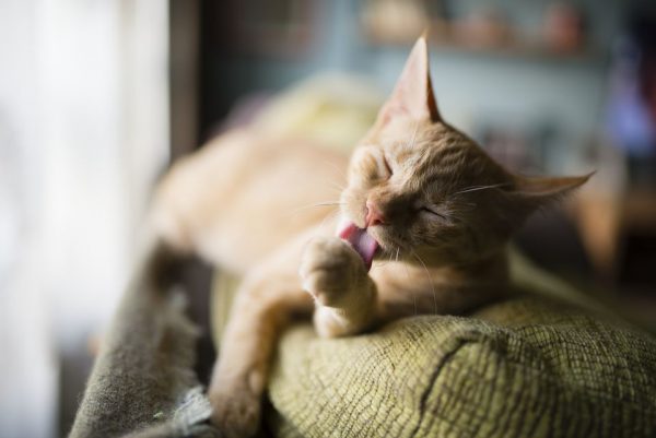 kedilerin kendilerini yalamalarinin 9 farkli nedeni listelist com