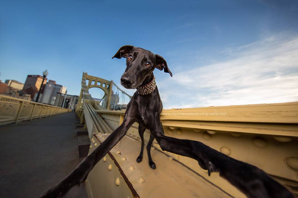 These dogs. Собака делает селфи. Собаки в Египте селфи. Селфи собака чёрная. Селфи собак на фоне пирамиды.