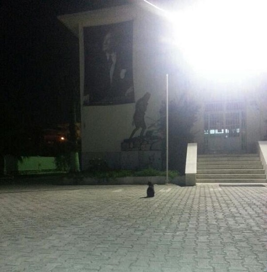 türk_bayrağı_vatansever_kedi (12)
