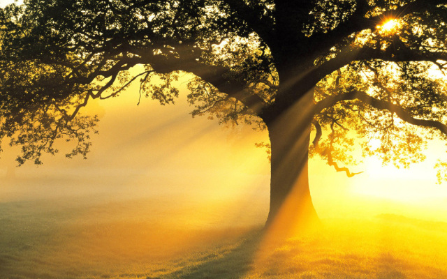 1440_sun-tree