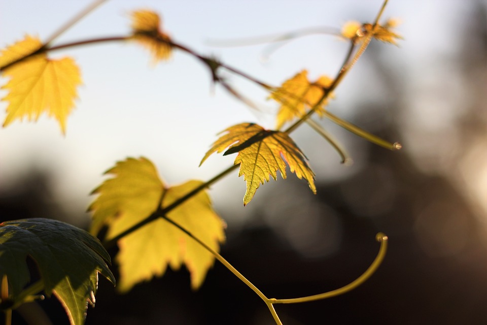autumn-2638332_960_720