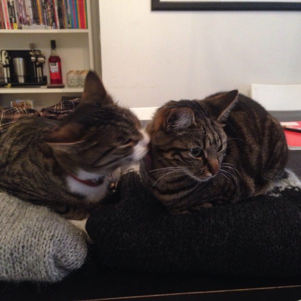 lancelot_loki_kedi (10)