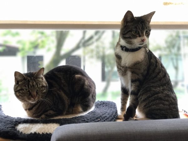 lancelot_loki_kedi (16)