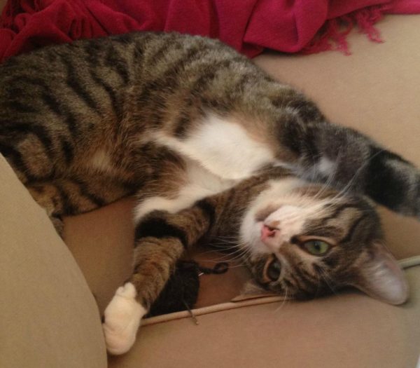 lancelot_loki_kedi (4)