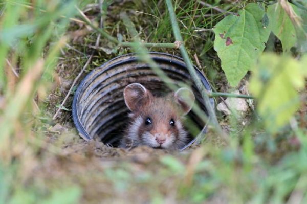 sevimli_hamster_vahşi (10)