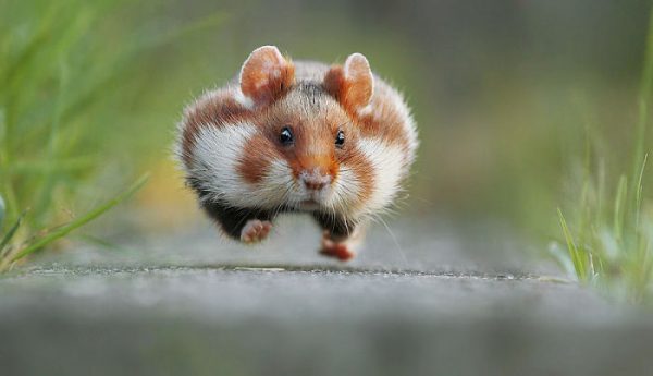 sevimli_hamster_vahşi (11)