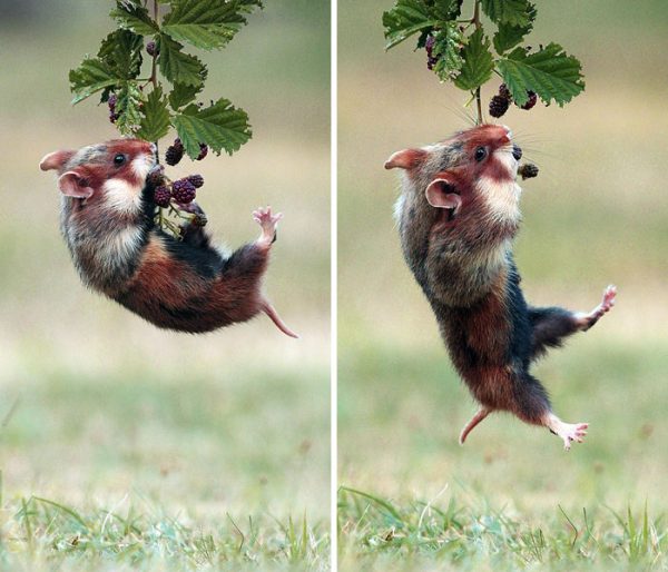 sevimli_hamster_vahşi (12)