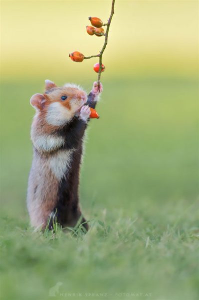sevimli_hamster_vahşi (13)