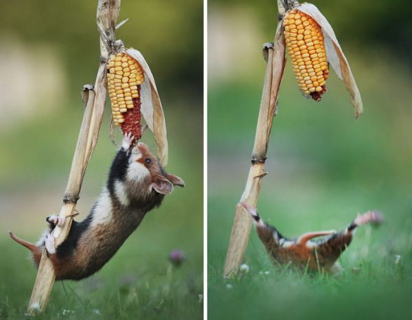 sevimli_hamster_vahşi (14)