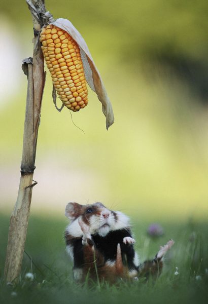 sevimli_hamster_vahşi (18)