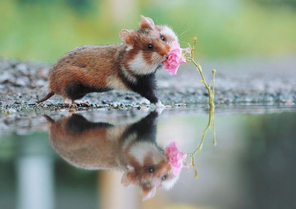 sevimli_hamster_vahşi (2)