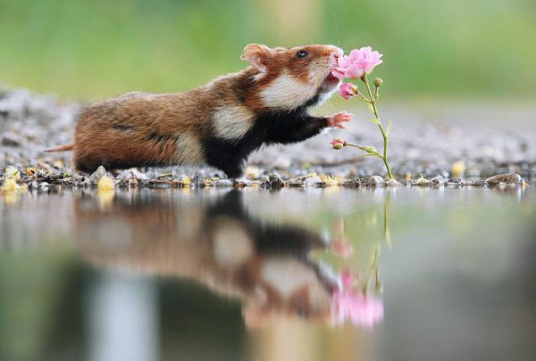 sevimli_hamster_vahşi (3)