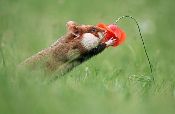 sevimli_hamster_vahşi (4)