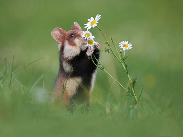 sevimli_hamster_vahşi (5)