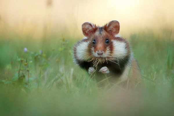 sevimli_hamster_vahşi (6)